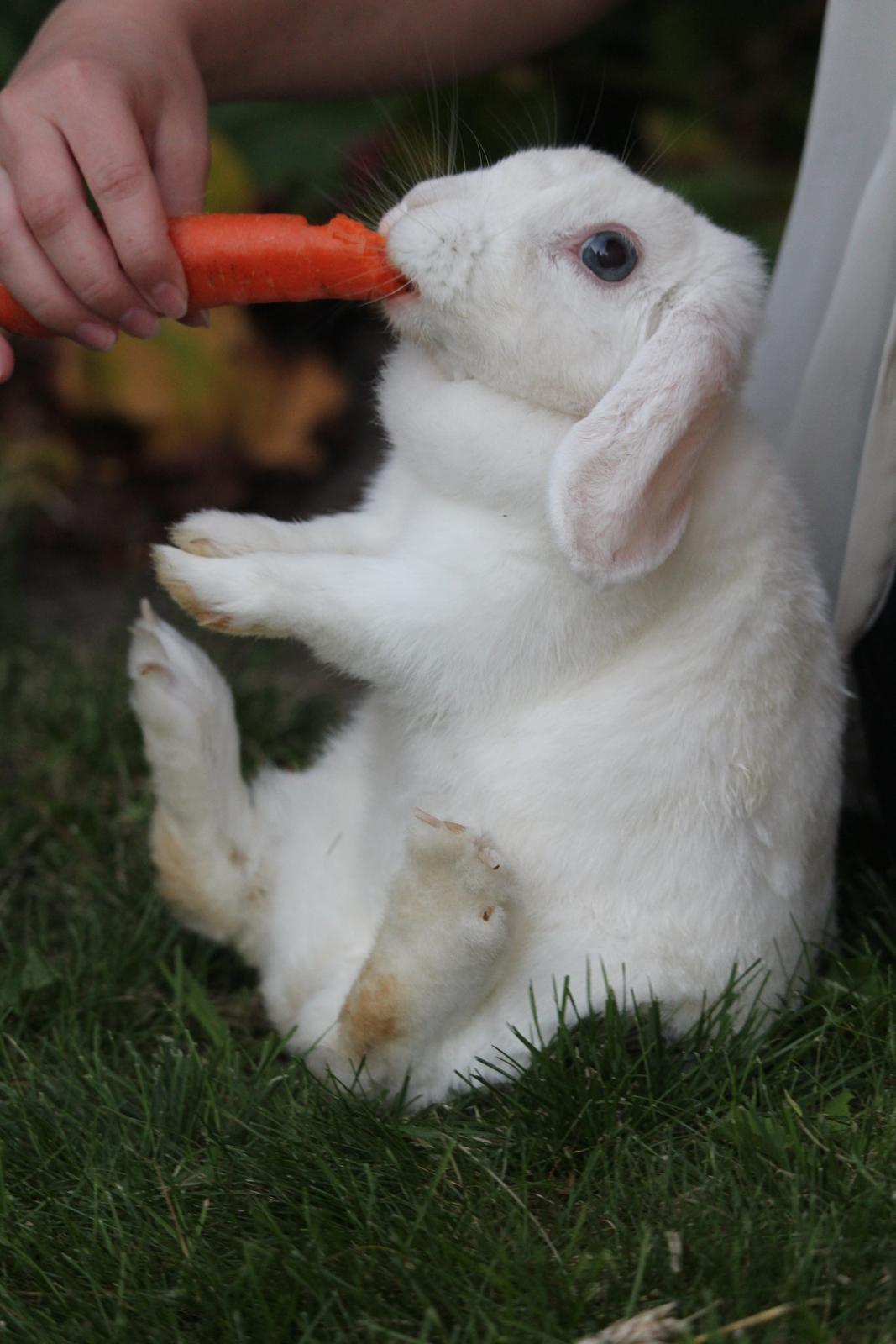 Kanin Nanna Nysgerrig billede 10