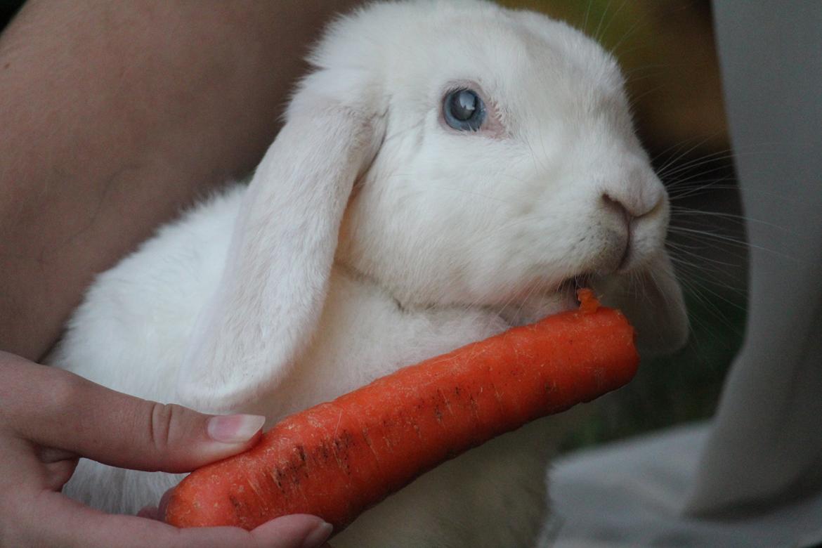 Kanin Nanna Nysgerrig billede 12