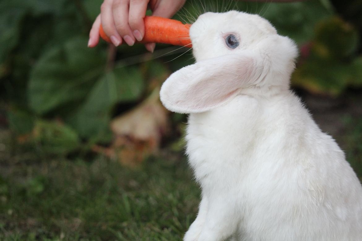 Kanin Nanna Nysgerrig billede 13