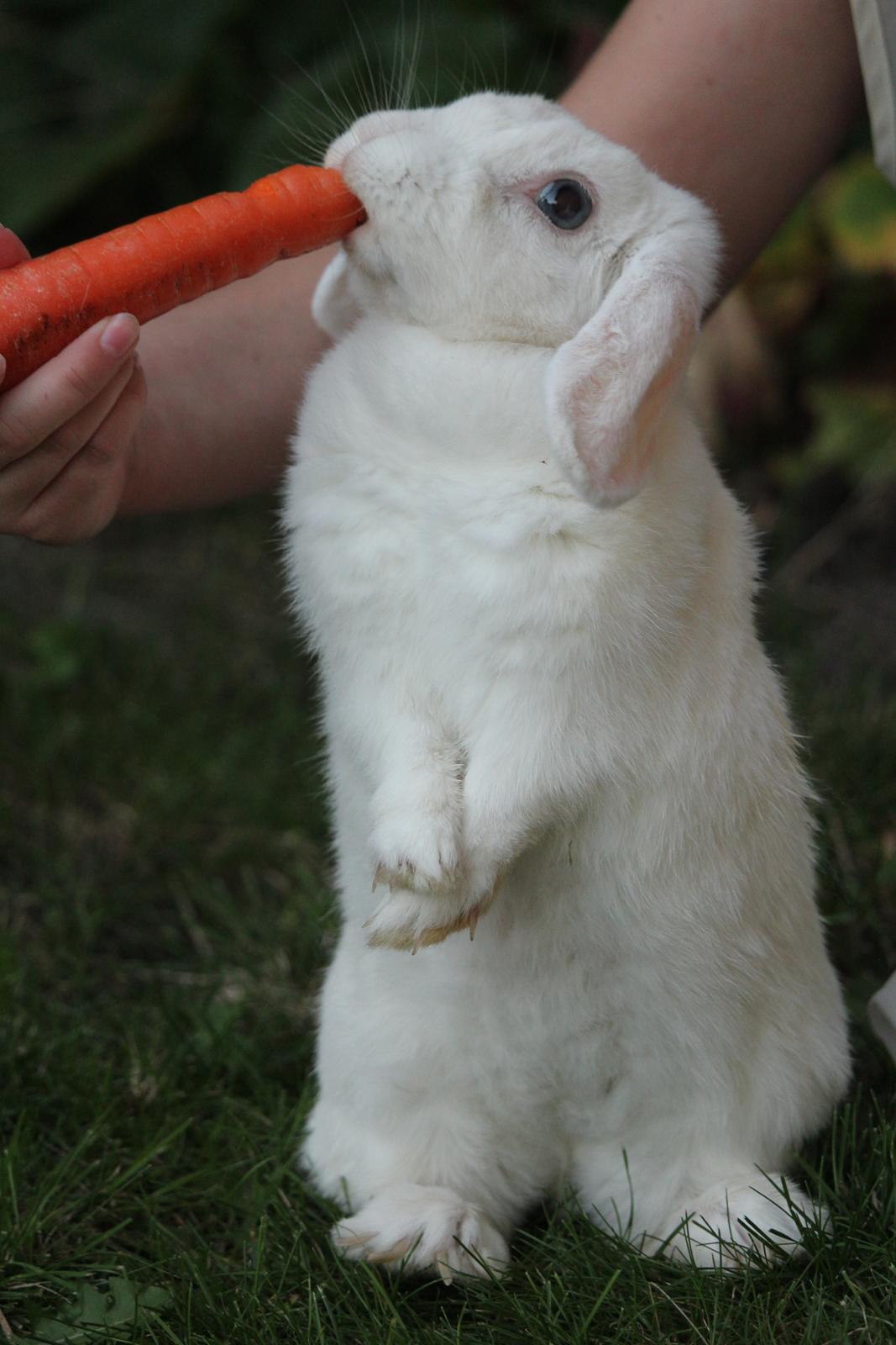 Kanin Nanna Nysgerrig billede 11