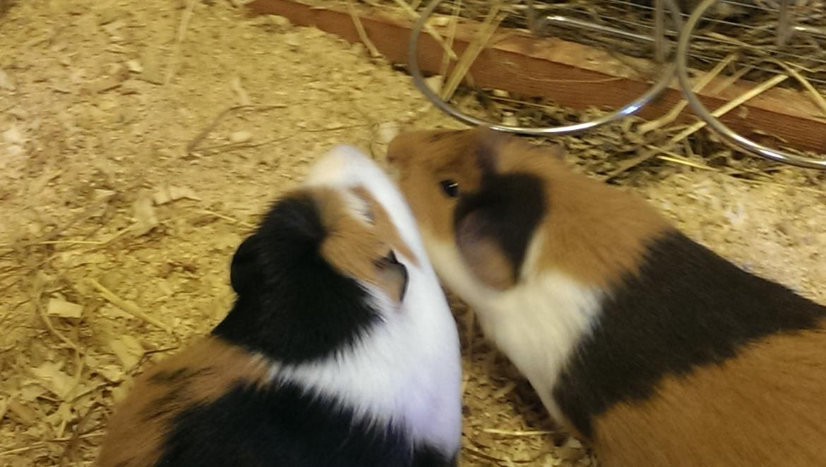 Marsvin Alice billede 5