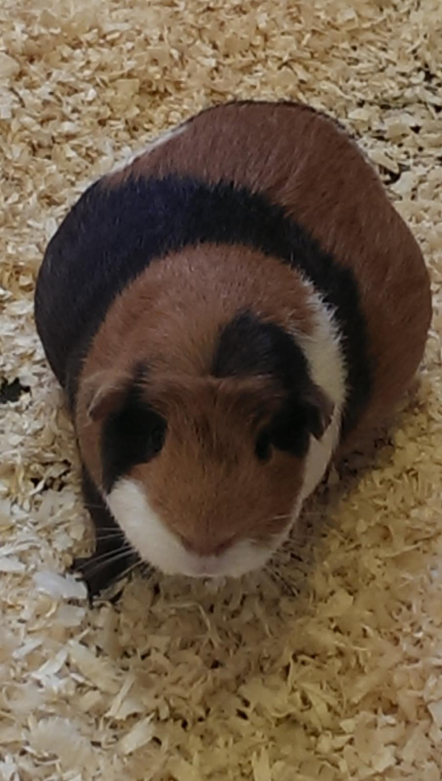 Marsvin Alice - første gang da Alice hvade unger i maven  billede 10