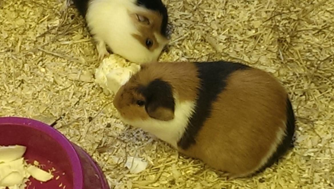 Marsvin Alice billede 27