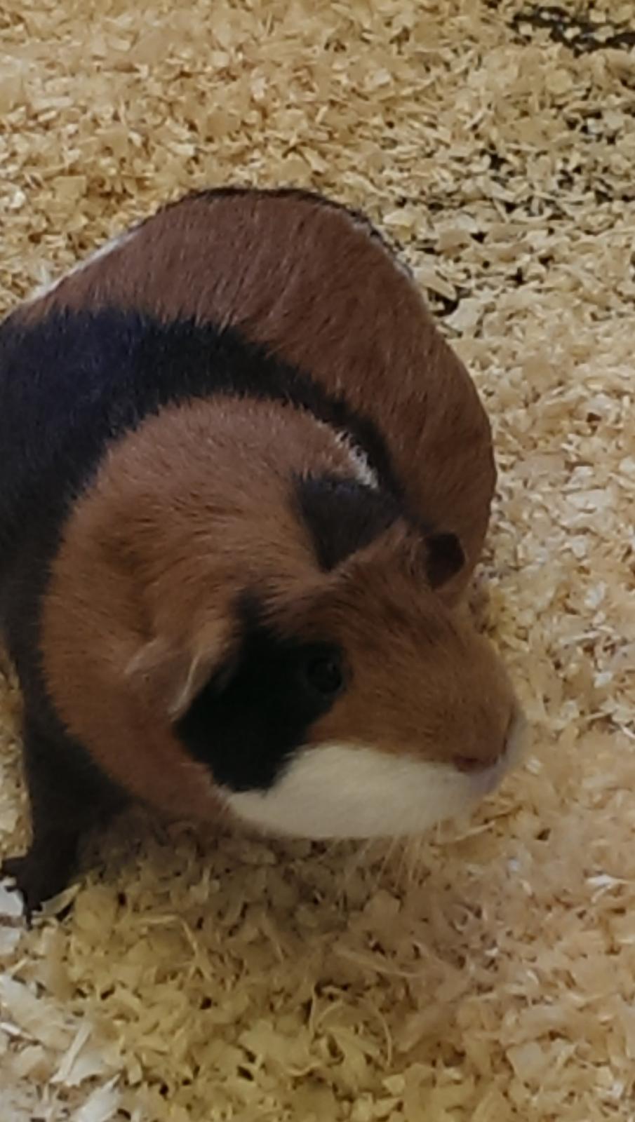 Marsvin Alice - første gang da Alice havde unger i maven billede 11