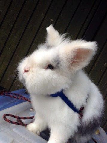 Kanin Hannibal billede 36