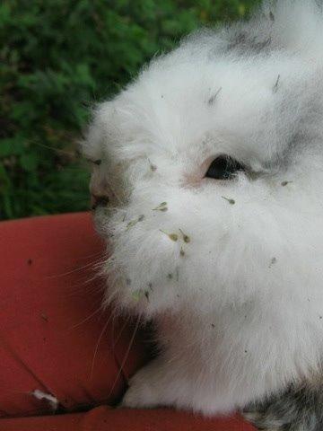 Kanin Hannibal billede 34