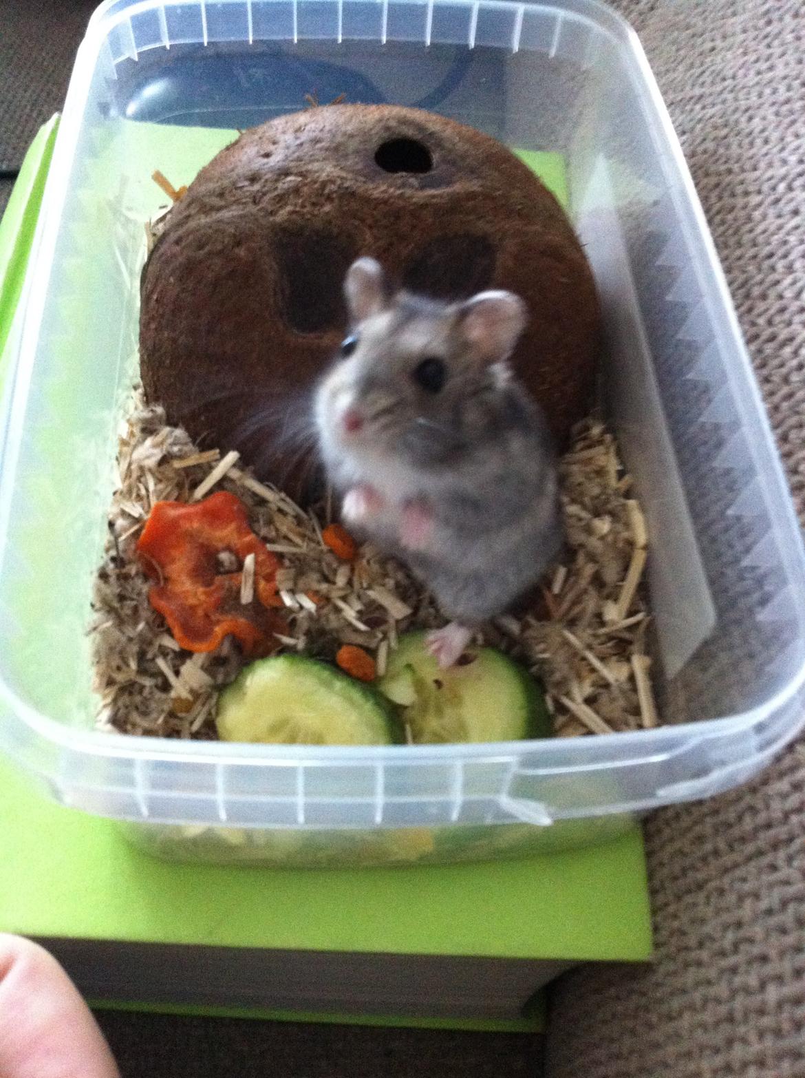 Hamster Tut Zoo's Skrald i låget billede 1