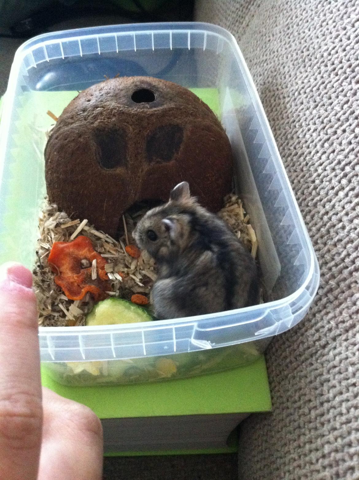 Hamster Tut Zoo's Skrald i låget billede 3