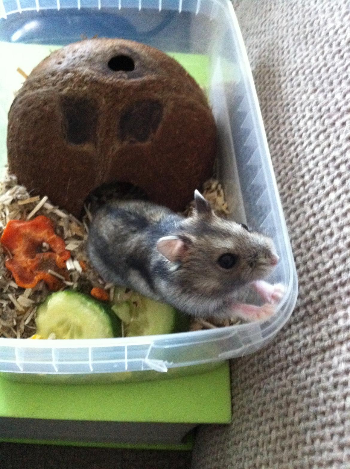 Hamster Tut Zoo's Skrald i låget billede 6