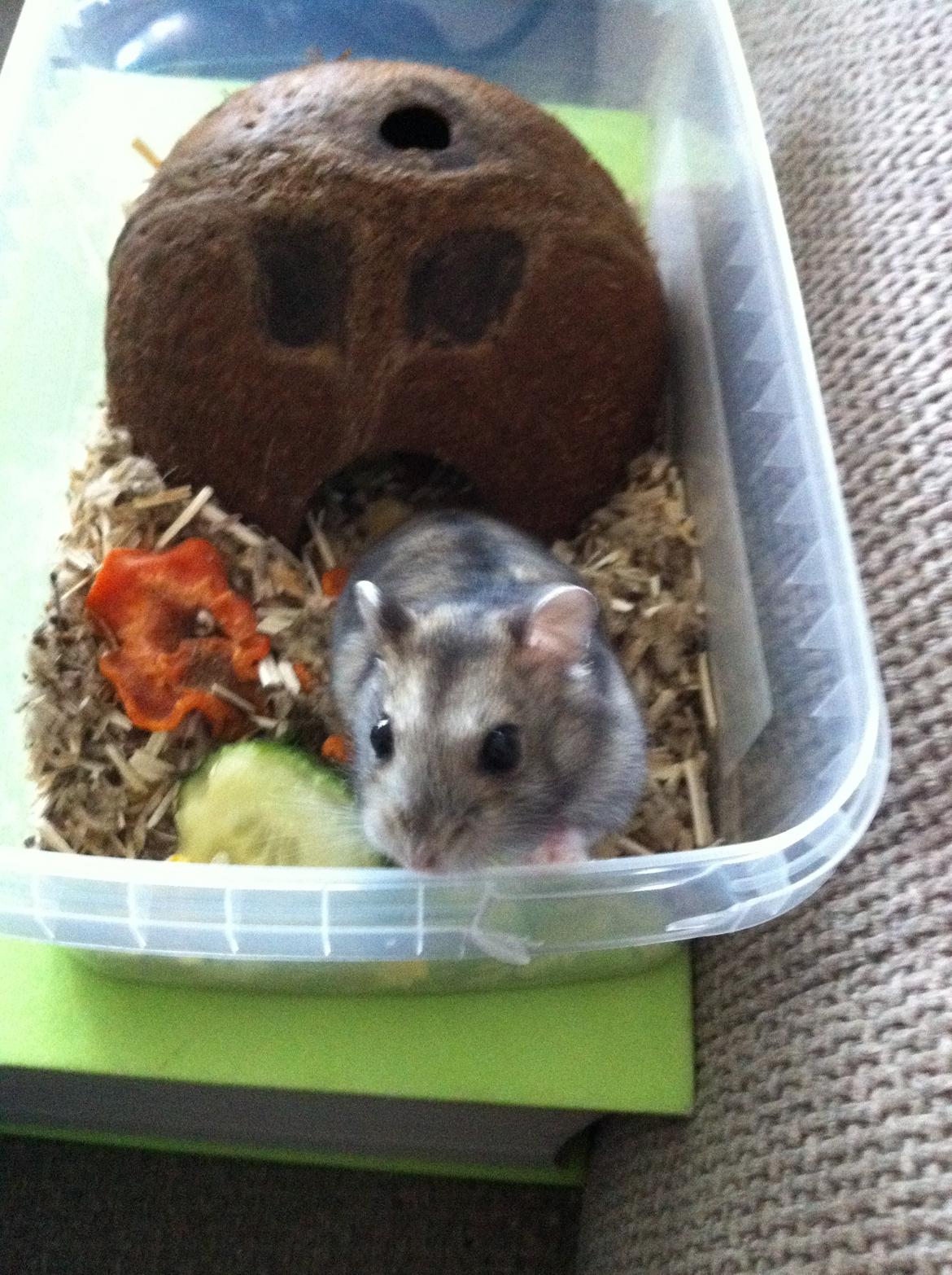 Hamster Tut Zoo's Skrald i låget billede 7