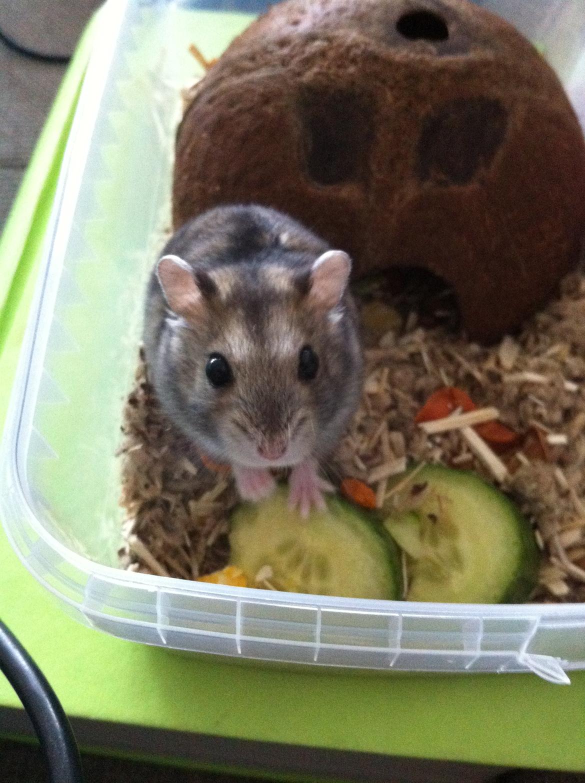 Hamster Tut Zoo's Skrald i låget billede 9