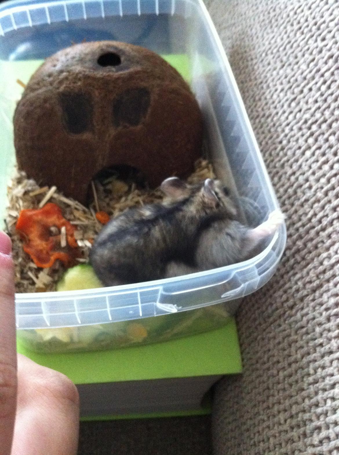 Hamster Tut Zoo's Skrald i låget billede 2