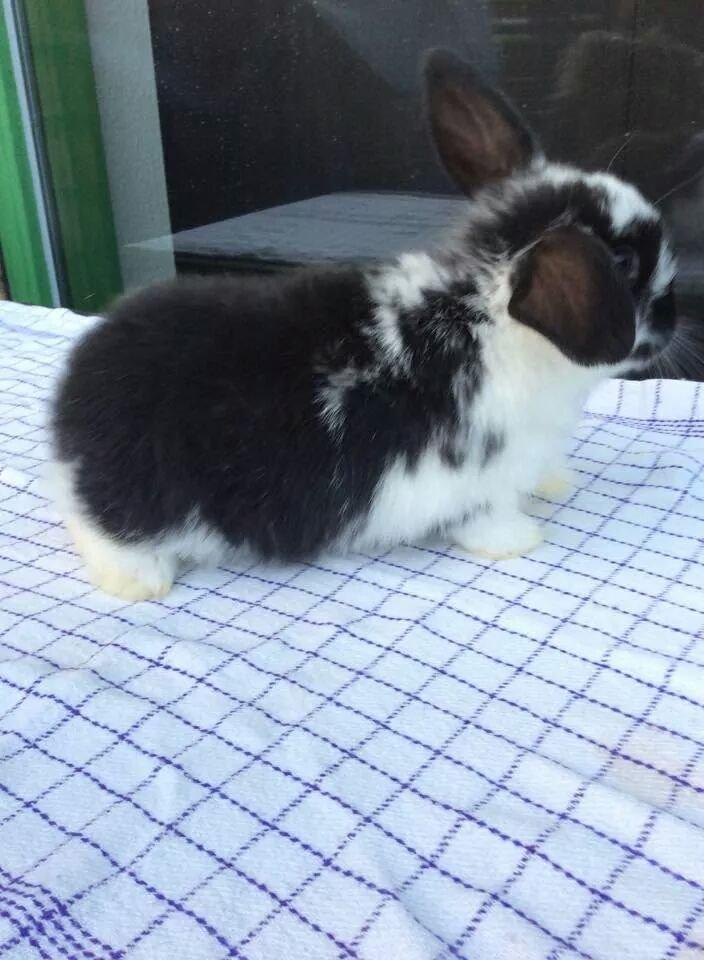 Kanin Smølfehusets Earth Apollo Spirit - Taget af avler (Smølfehuset) billede 7