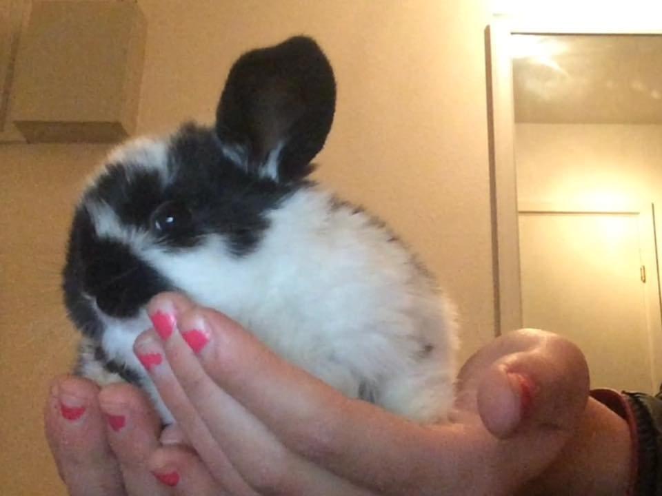 Kanin Smølfehusets Earth Apollo Spirit - Taget af avler (Smølfehuset) billede 9