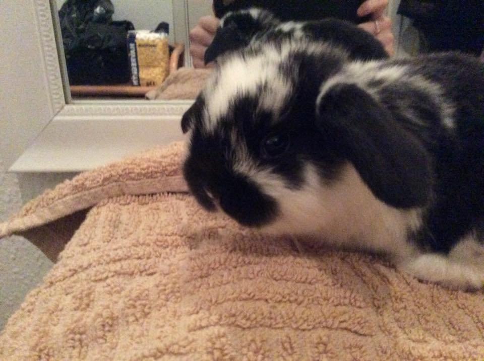 Kanin Smølfehusets Earth Apollo Spirit - Taget af avler (Smølfehuset) billede 8