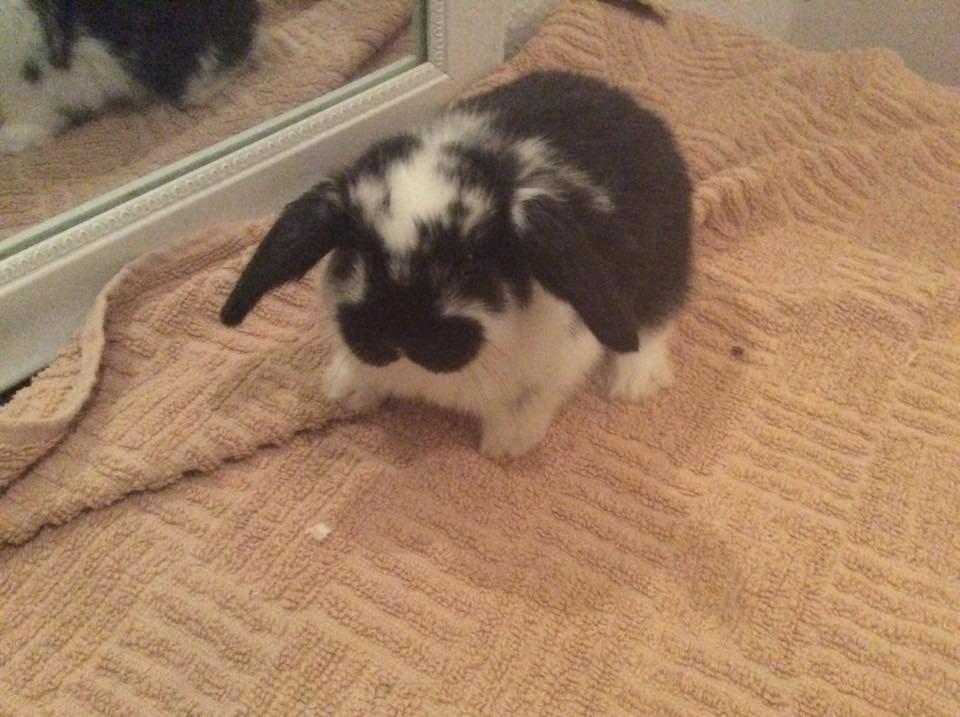 Kanin Smølfehusets Earth Apollo Spirit - Taget af avler (Smølfehuset) billede 11