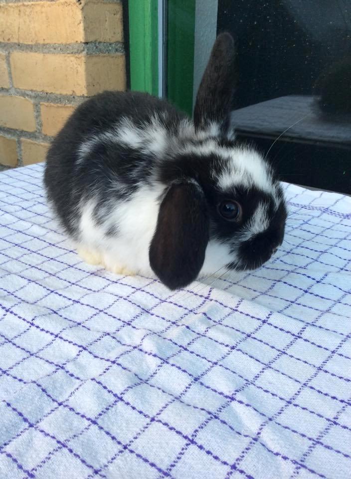 Kanin Smølfehusets Earth Apollo Spirit - Taget af avler (Smølfehuset) billede 12