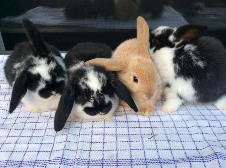 Kanin Smølfehusets Earth Apollo Spirit - Taget af avler (Smølfehuset): Spirit ses længst ude til højre billede 13