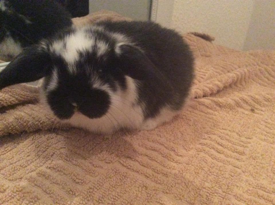 Kanin Smølfehusets Earth Apollo Spirit - Taget af avler (Smølfehuset) billede 10