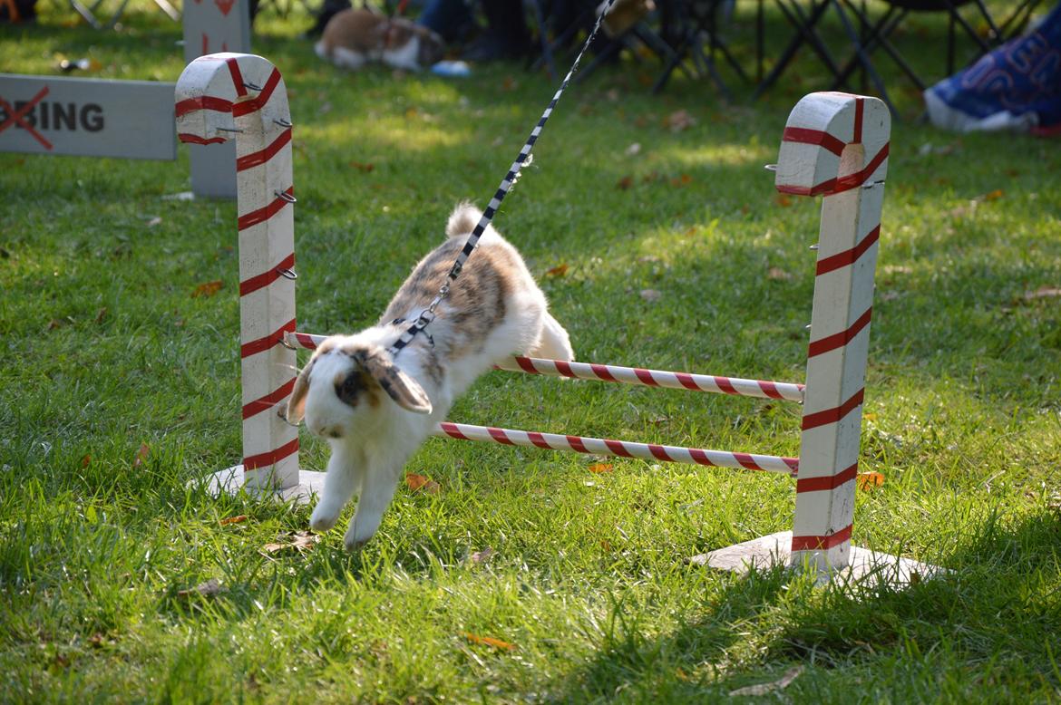 Kanin Pletvangs W for Wendetta billede 7