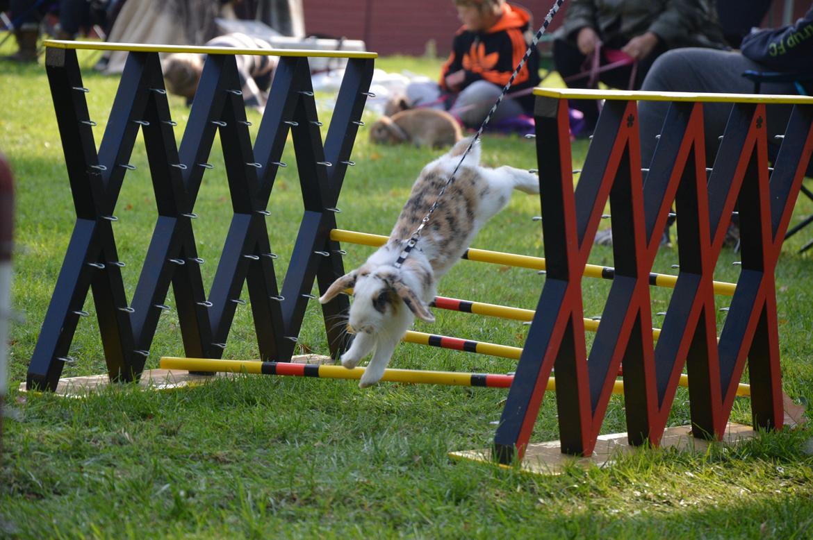 Kanin Pletvangs W for Wendetta billede 11