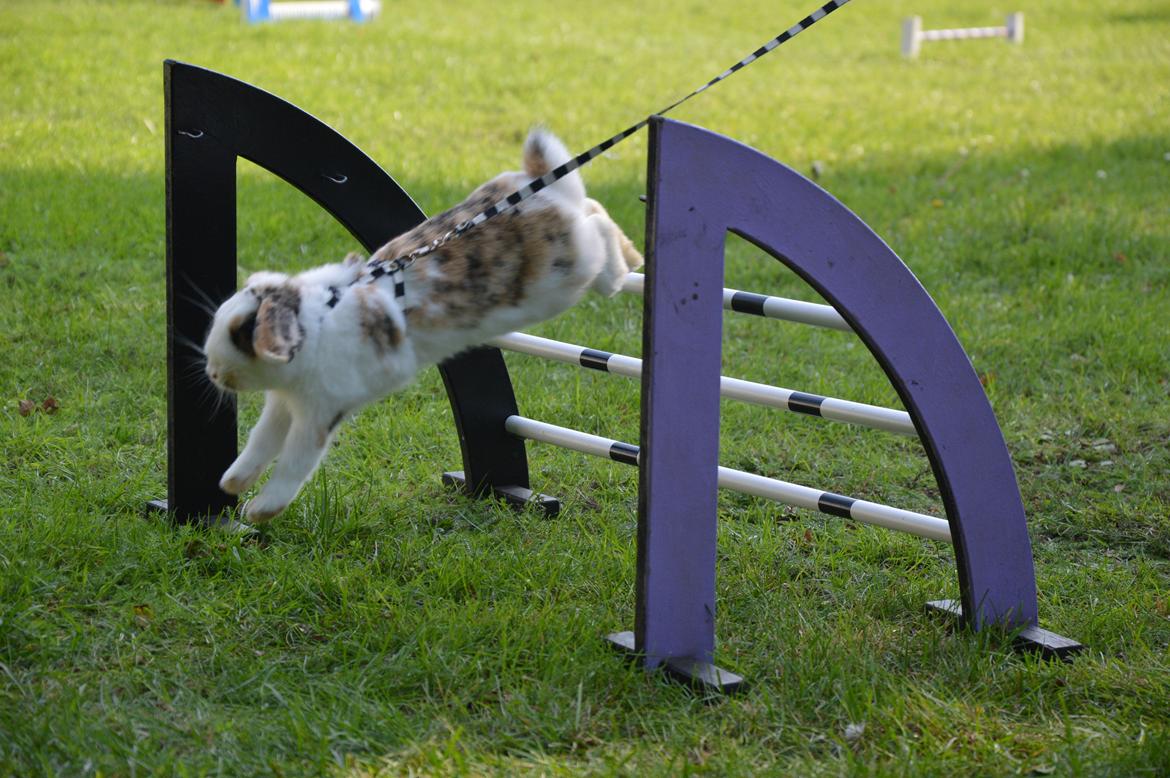 Kanin Pletvangs W for Wendetta billede 2