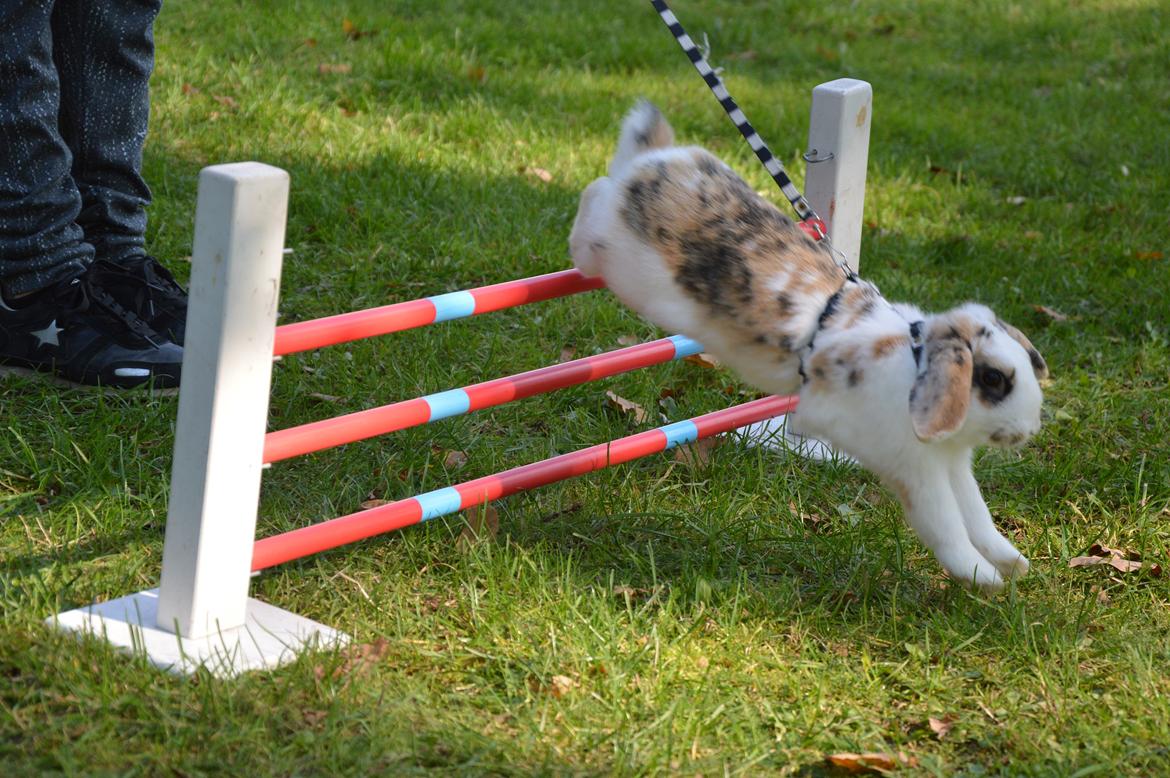 Kanin Pletvangs W for Wendetta billede 18