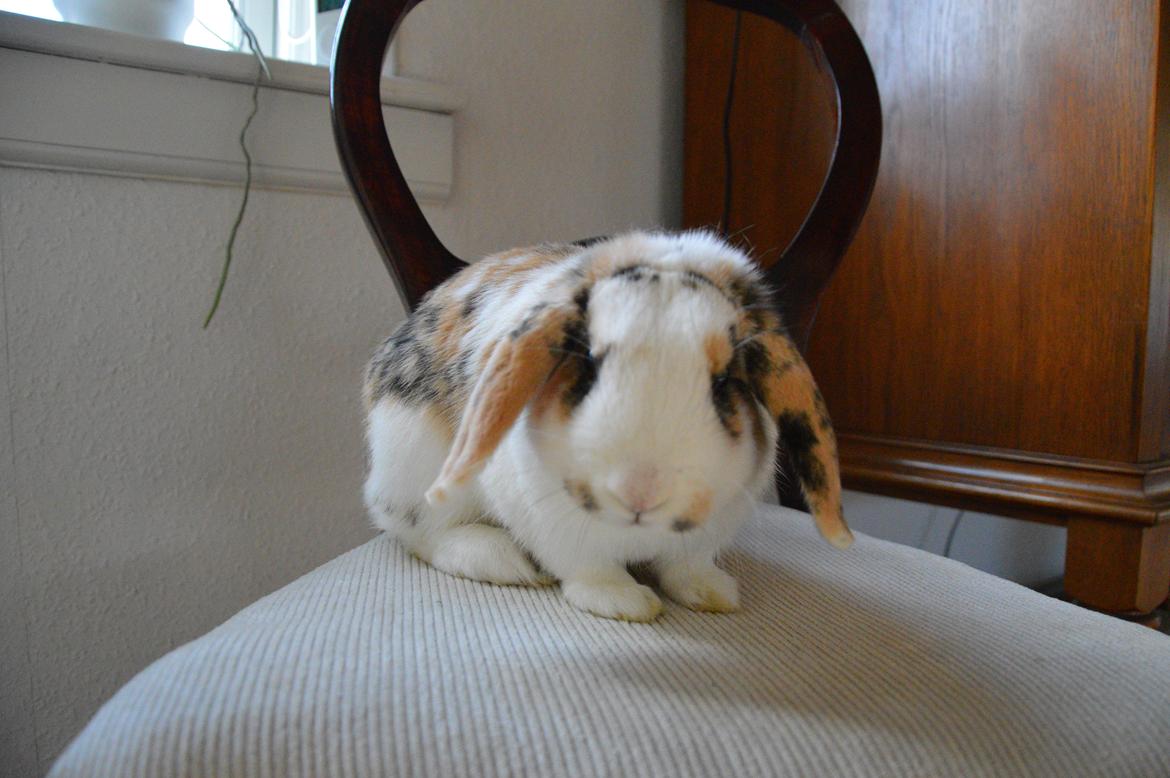 Kanin Pletvangs W for Wendetta billede 13