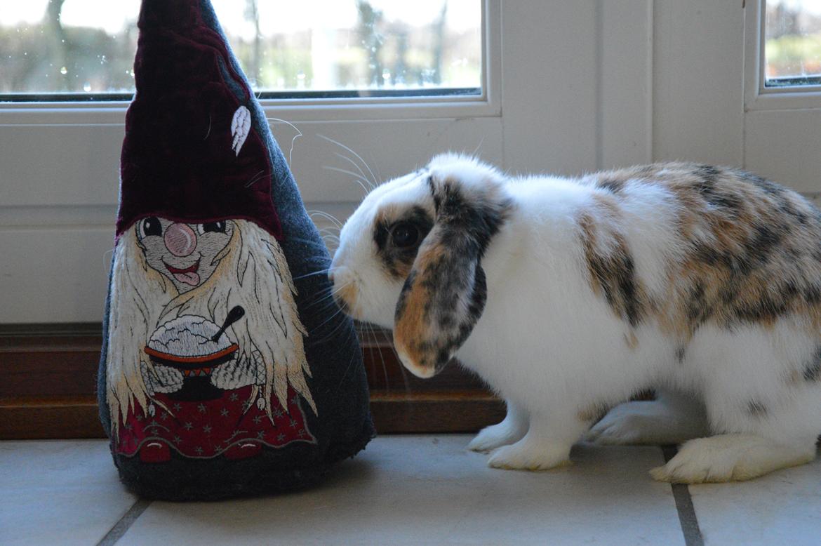 Kanin Pletvangs W for Wendetta billede 24