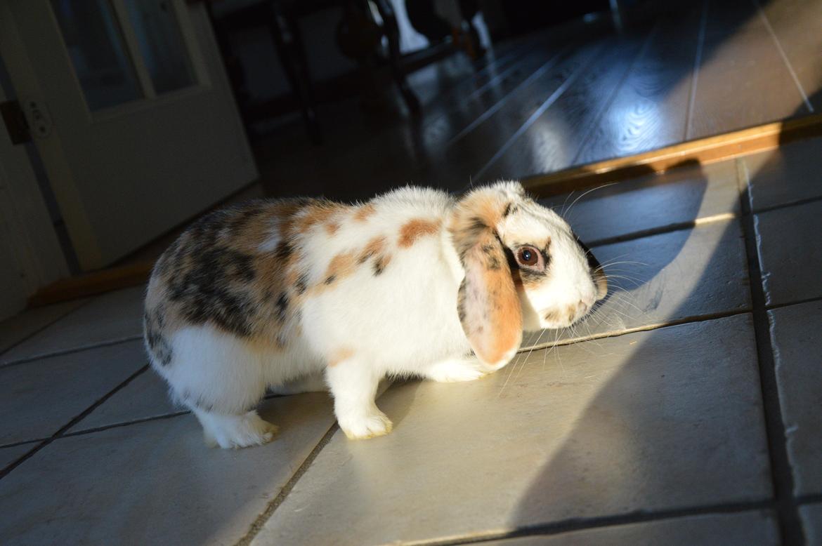 Kanin Pletvangs W for Wendetta billede 4