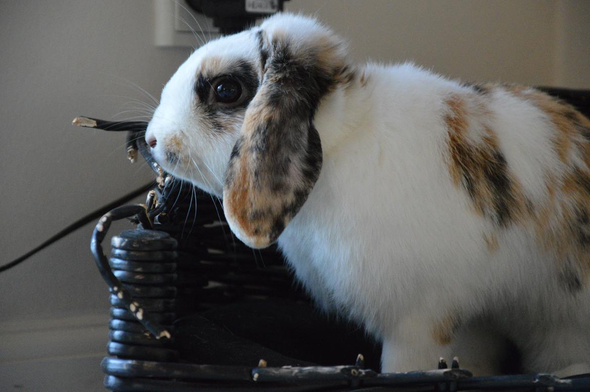 Kanin Pletvangs W for Wendetta billede 26