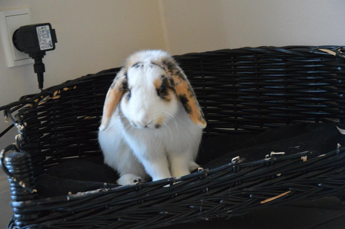 Kanin Pletvangs W for Wendetta billede 30