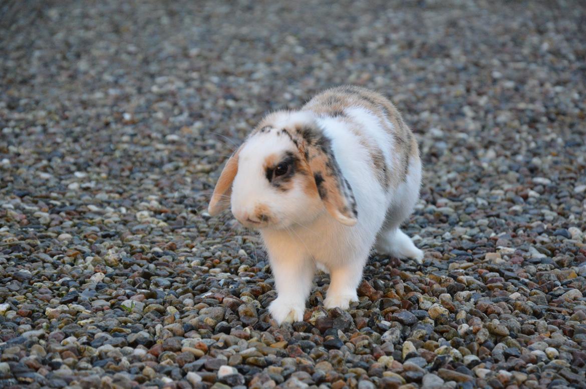 Kanin Pletvangs W for Wendetta billede 32