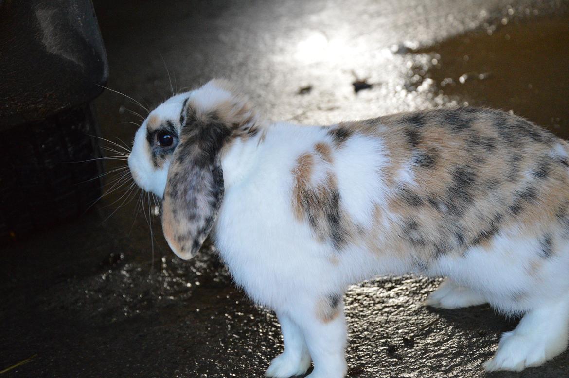 Kanin Pletvangs W for Wendetta billede 36