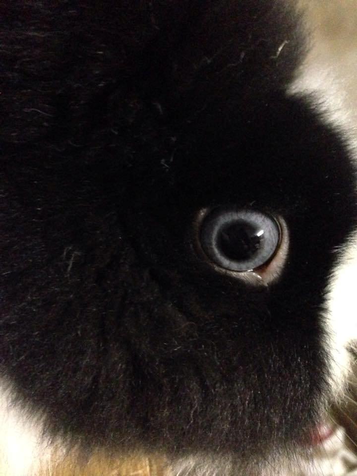 Kanin Unnerup's Beauty Black Princess Blue Eyed Zobella  billede 3