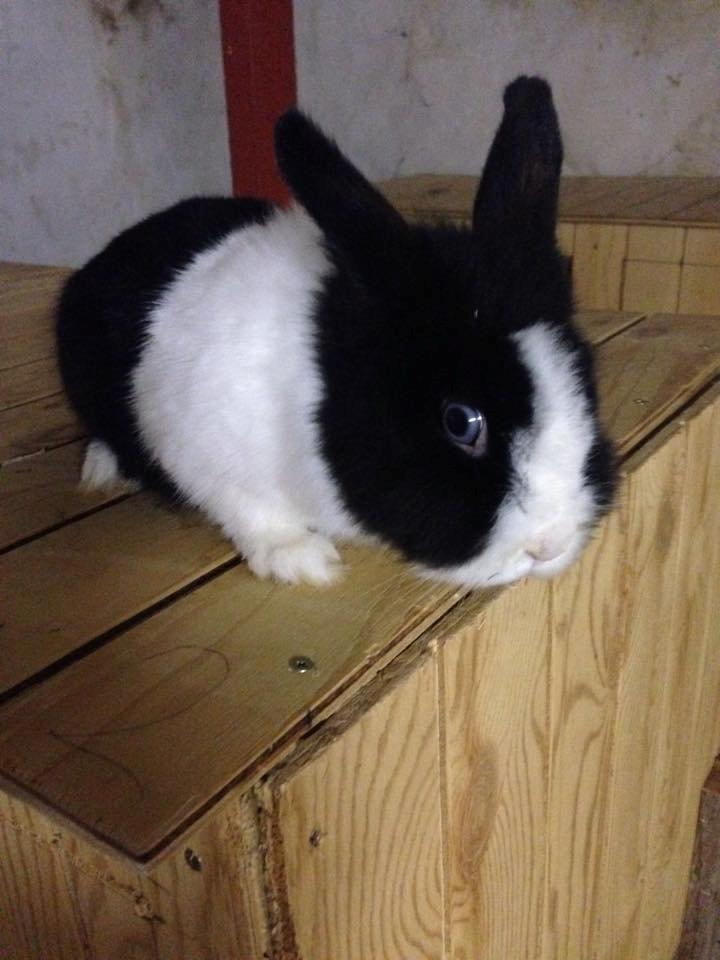 Kanin Unnerup's Beauty Black Princess Blue Eyed Zobella  billede 2
