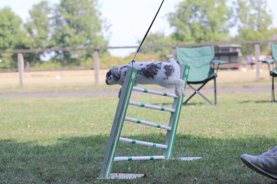 Kanin Dolls Inpavidus Herakles - foto: ukendt billede 8