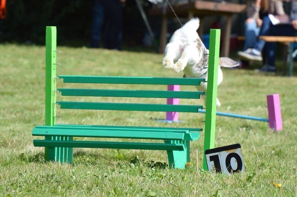 Kanin Dolls Inpavidus Herakles - foto: Gry Wedervang billede 2