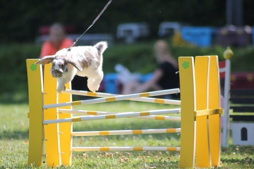 Kanin Dolls Inpavidus Herakles - foto: ukendt billede 5