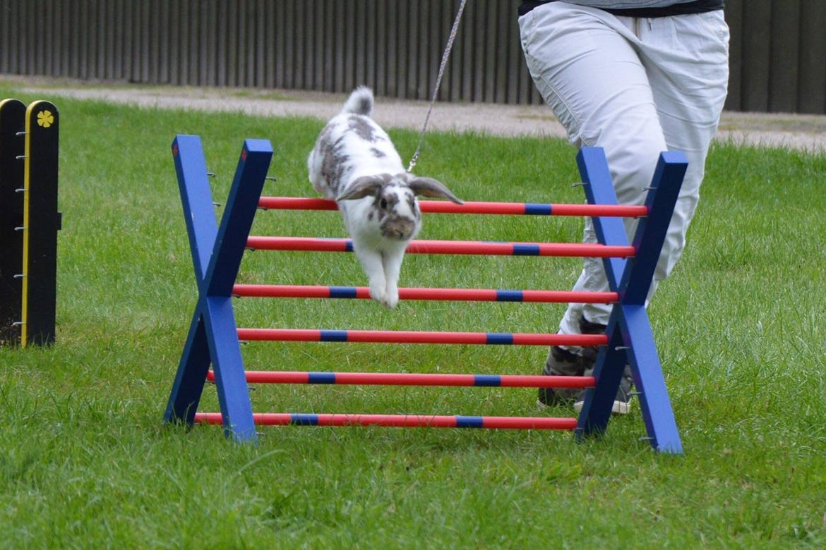 Kanin Dolls Inpavidus Herakles - foto: Gry Wedervang billede 7