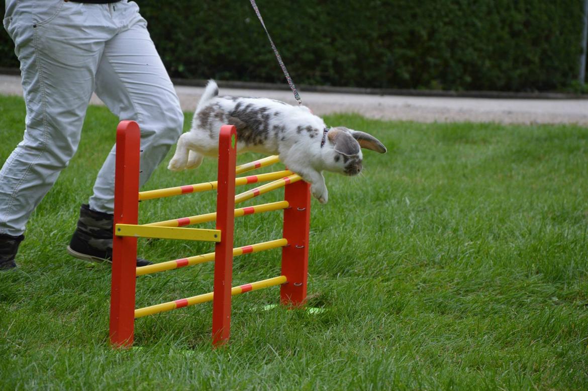 Kanin Dolls Inpavidus Herakles - foto: Gry Wedervang billede 11