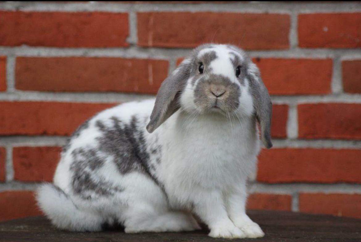 Kanin Dolls Inpavidus Herakles - foto: Charlotte Dollerup billede 14