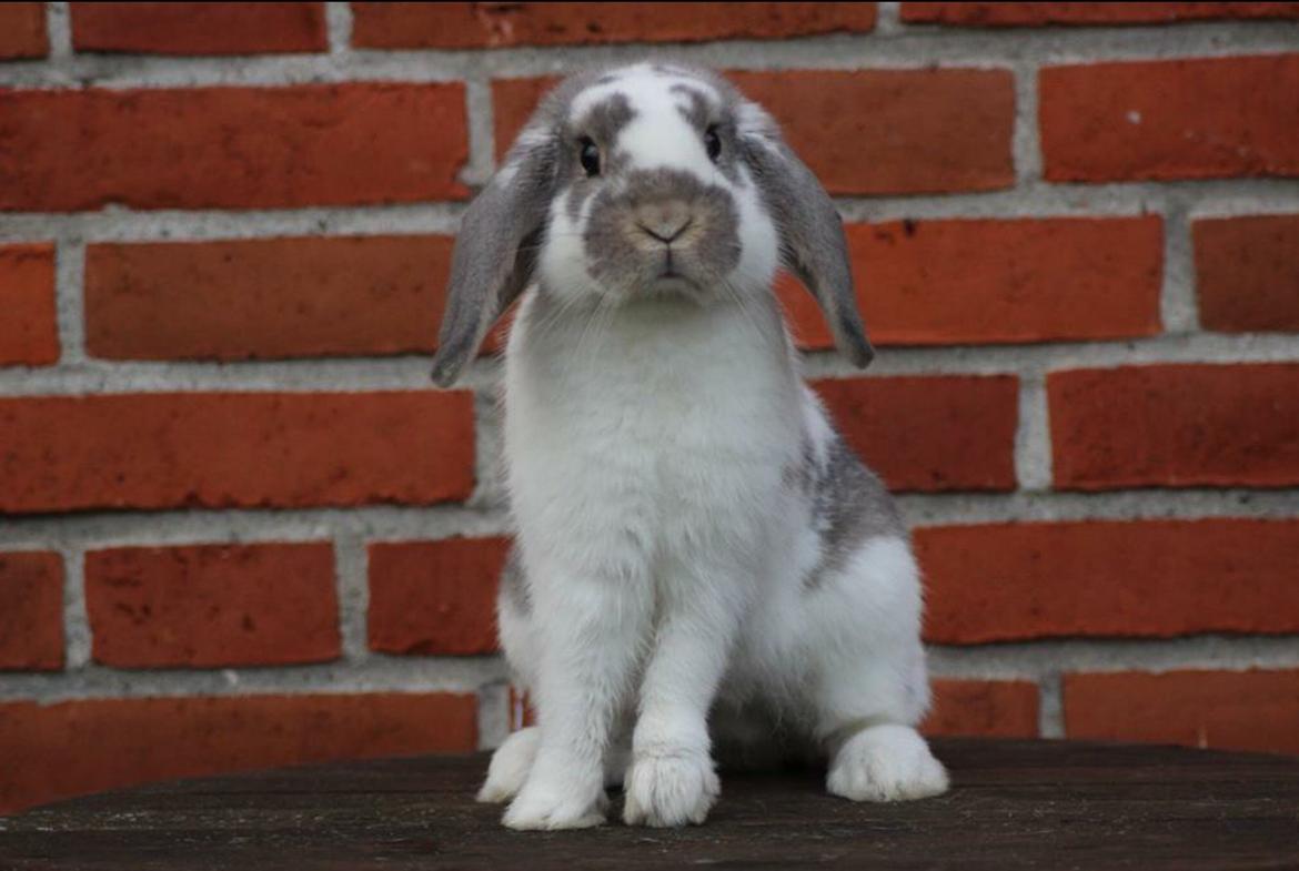 Kanin Dolls Inpavidus Herakles - foto: Charlotte Dollerup billede 16