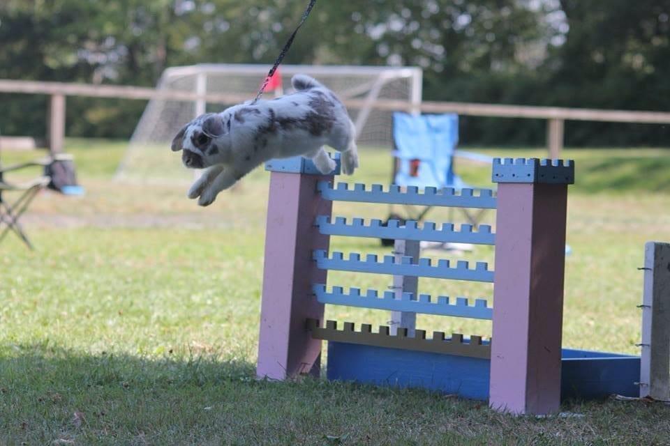 Kanin Dolls Inpavidus Herakles - foto: ukendt billede 4