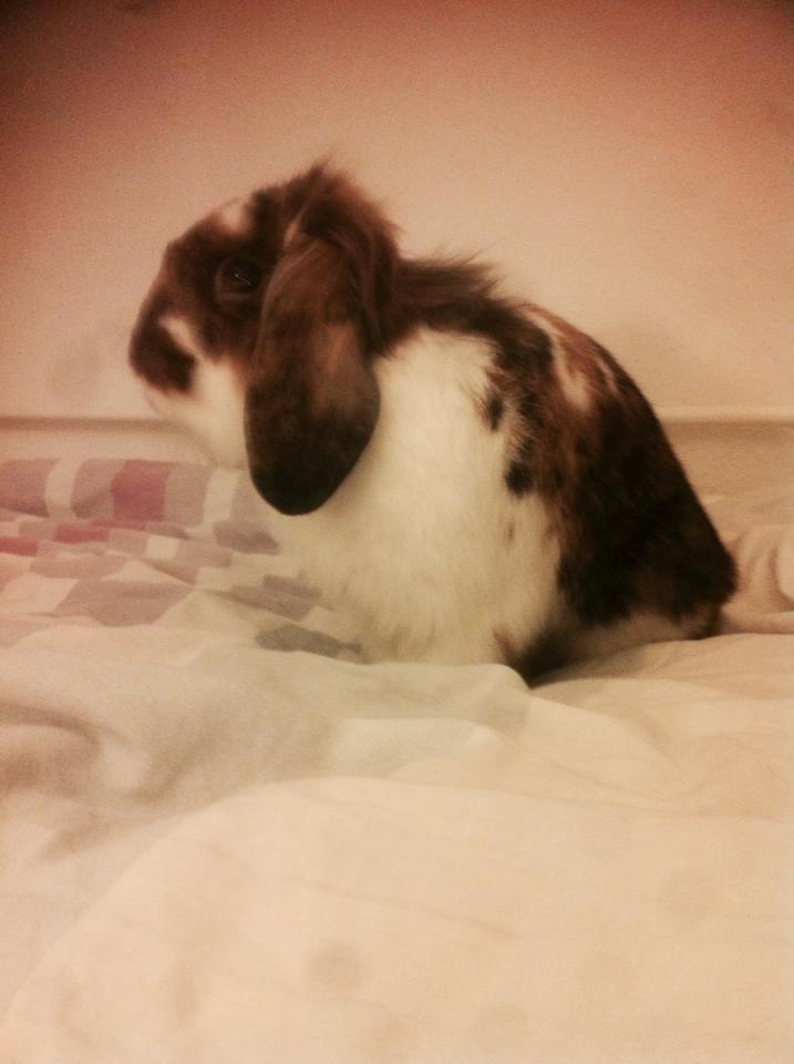 Kanin Pjuske billede 11