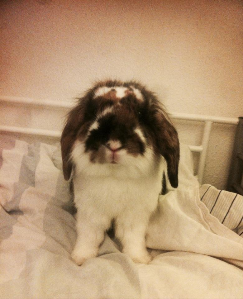 Kanin Pjuske billede 12