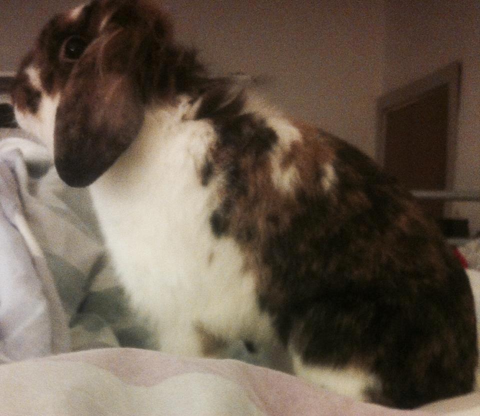 Kanin Pjuske billede 13