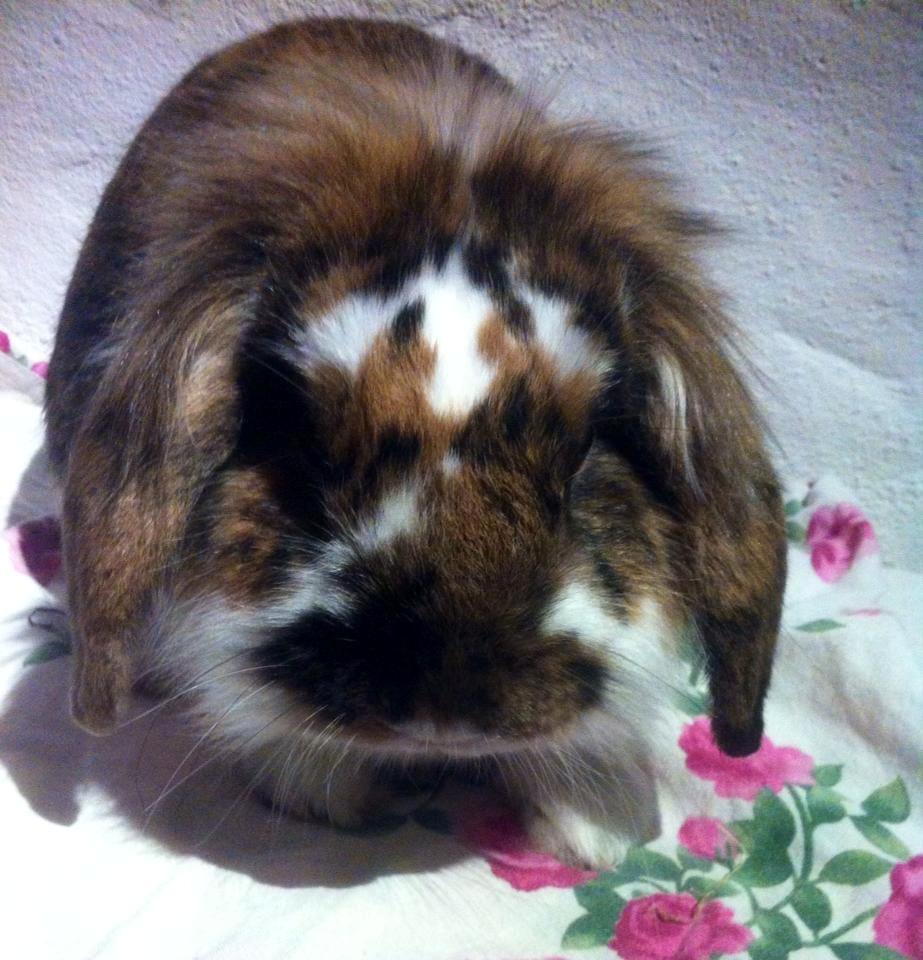 Kanin Pjuske billede 14