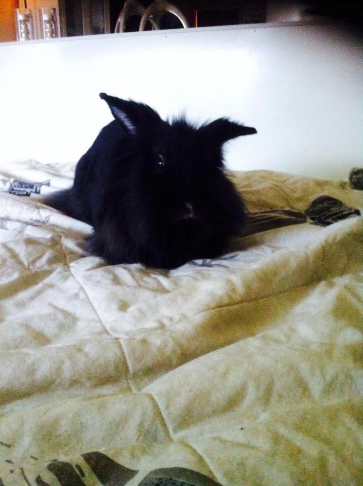 Kanin Ninka(ninu) billede 1