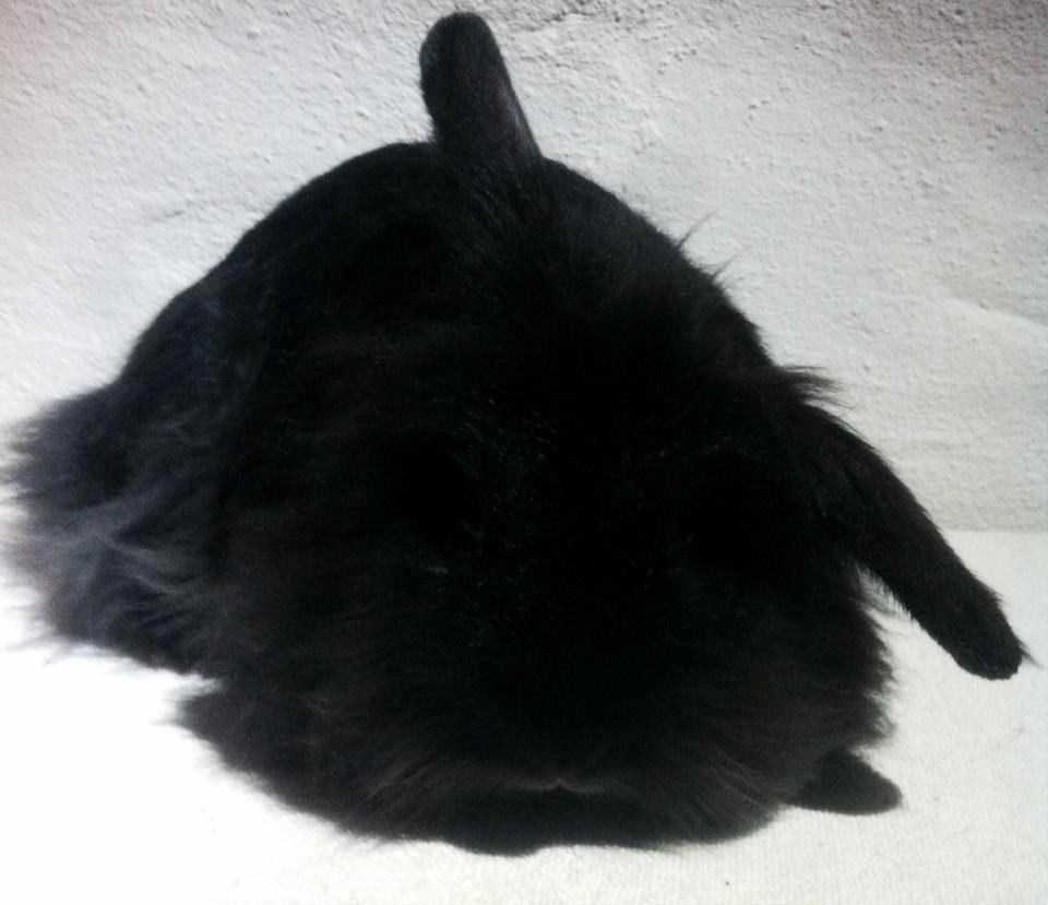 Kanin Ninka(ninu) billede 2